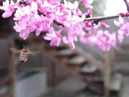 Highlight for Album: Austin Backyard, March 2004