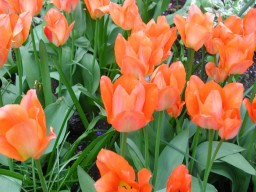 Highlight for Album: West Side Community Garden, April 2004
