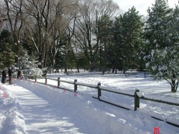 Pinetum