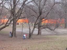 Through the trees