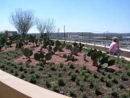whole foods roof garden