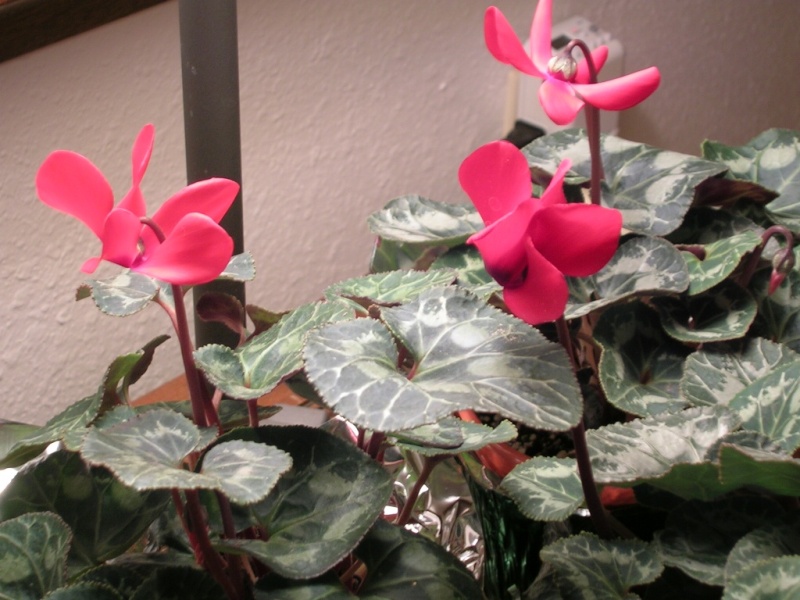Sylvia's Cyclamen
