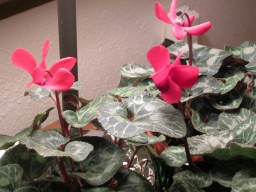 Sylvia's Cyclamen