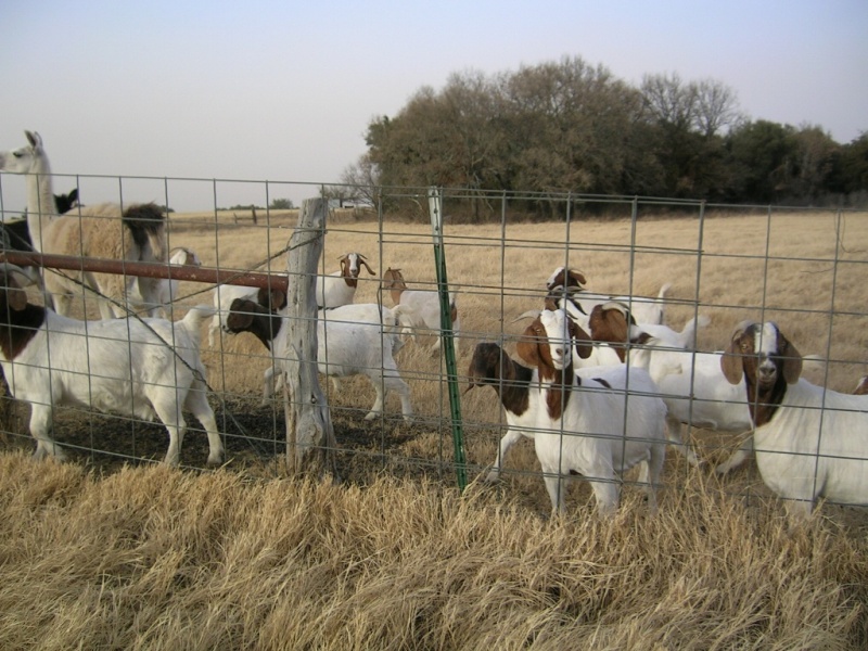Goat visit