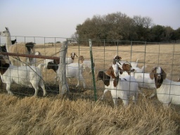 Goat visit
