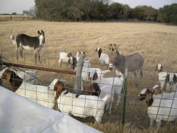 Goat visit
