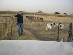 Jack opens the gate