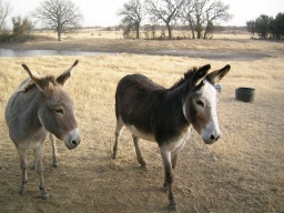 Donkeys