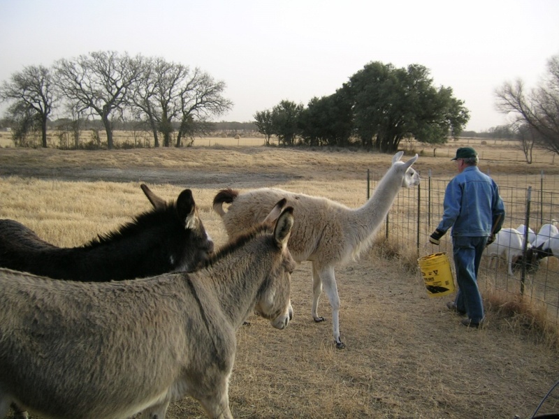 Feeding time for llama and donkeys