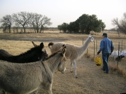 Feeding time for llama and donkeys