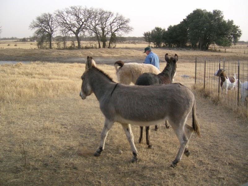 Feeding time for llama and donkeys