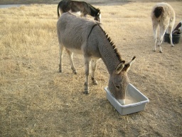 Feeding time for llama and donkeys