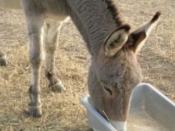 Feeding time for llama and donkeys