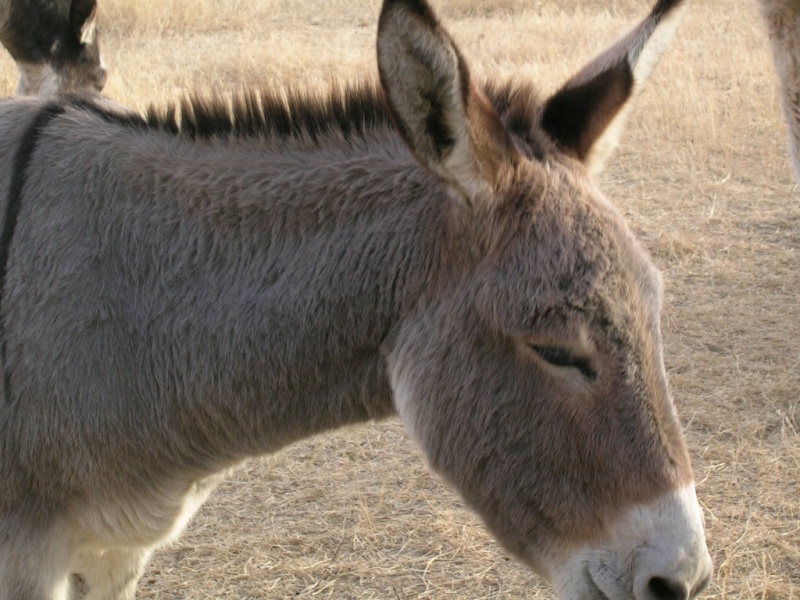 Donkey