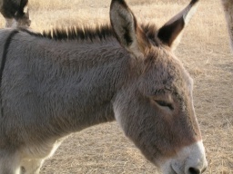 Donkey
