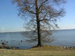 Cool tree 