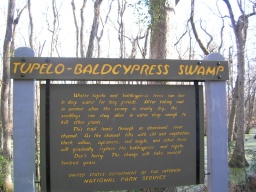 Amazing Cypress Swamp on Natchez Trace Parkway 