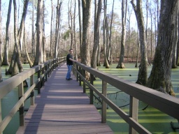 Jack on the swamp 