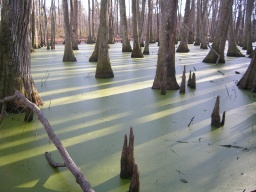 Swamp 