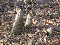 Cypress knees 