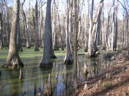 Swamp 