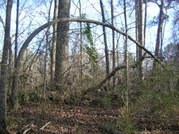 Strange tree 