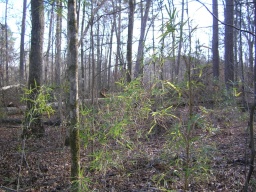 Bamboo in the swamp? 