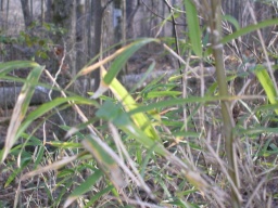 Closeup of maybe-bamboo 