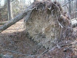 Uprooted tree... Katrina damage? 