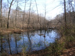Swamp view 