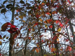 Leaves in swamp 