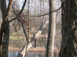 Swamp view 
