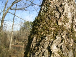 Tree in swamp 