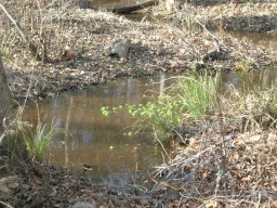 See any alligators? 