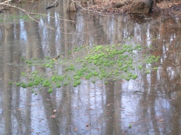 What are those green things? 