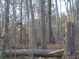 Strangely broken tree 