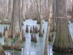 Lots of cypress knees 