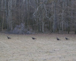 On down the Trace we spotted turkeys 