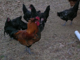 Rooster at the French Camp