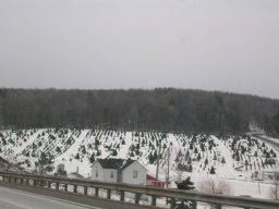 Christmas tree farm 