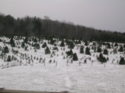 Christmas tree farm 
