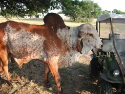 Pesky, June 2001