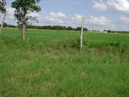 Farm, June 2002