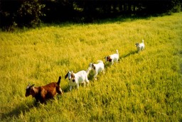 Highlight for Album: Five Wells Farm: Goats
