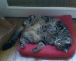 Sleeping on his new bed, January 2005 (phonepic)