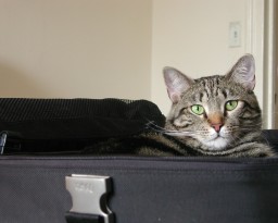 Highlight for Album: PK The Porch Kitty